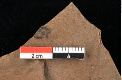 Foto (Detailansicht) von Widdringtonia ungeri Endl. (NHMW-GEO-2024-0188-0128)